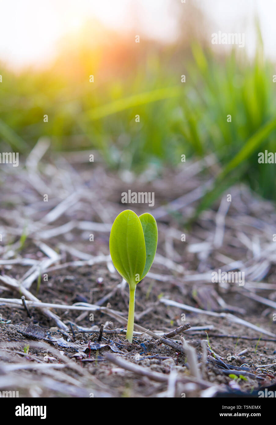 cucumber plant in the garden. Sunset Stock Photo