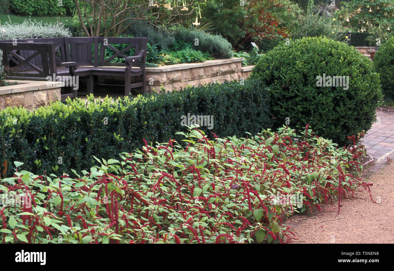 GARDEN SCENE FEATURING OUTDOOR FURNITURE, HEDGES WITH AMARANTHUS CAUDATUS (LOVE-LIES-BLEEDING) GROWING IN THE FOREGROUND. Stock Photo