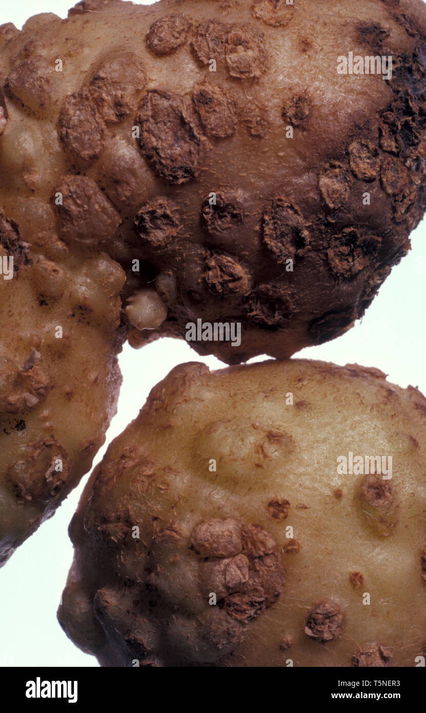 ROOT KNOT NEMATODE (MELOIDOGYNE SP.) SYMPTOMS ON POTATOES. NEMATODES ARE ALSO KNOWN AS EELWORMS. Stock Photo