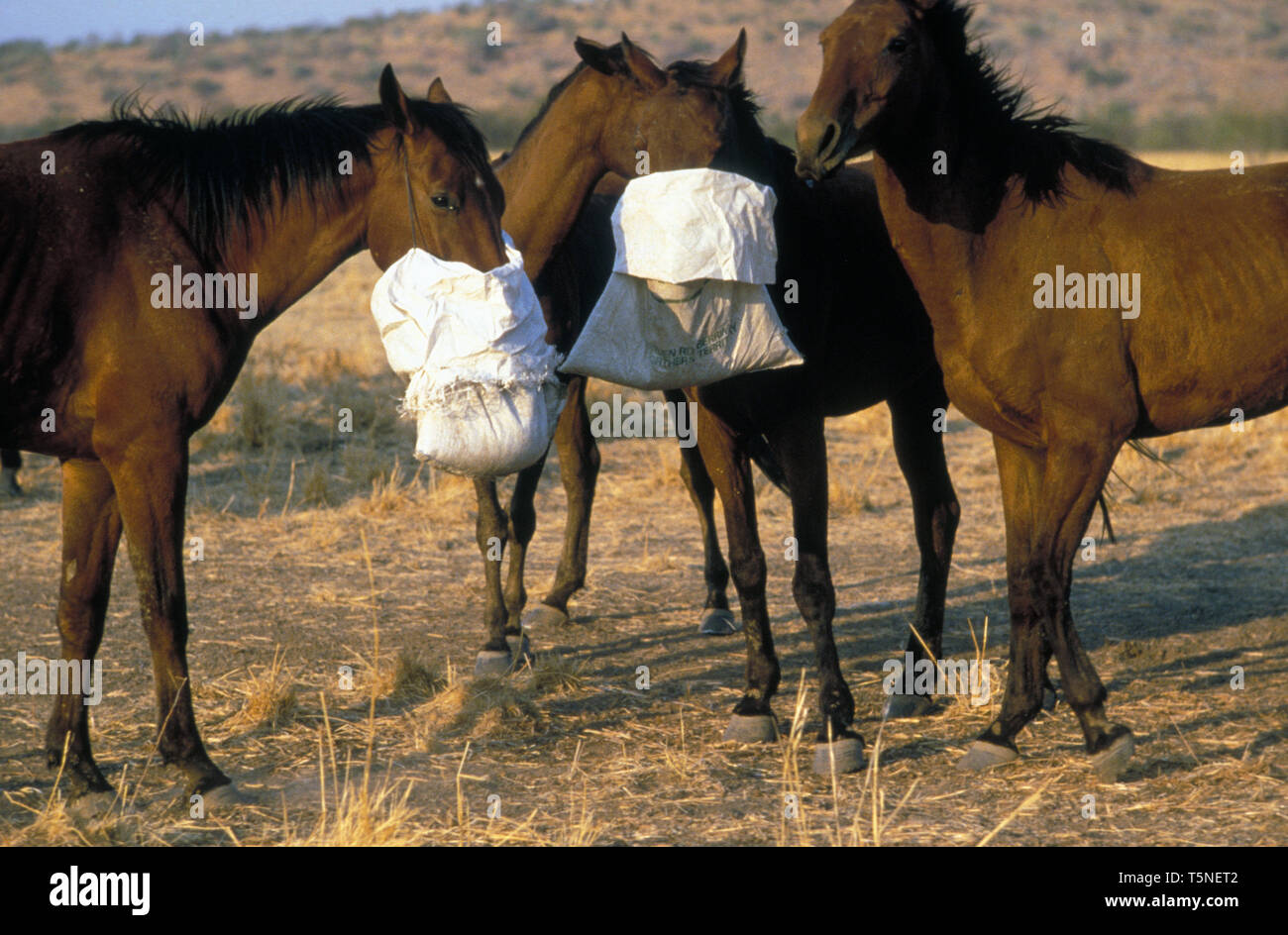 STOCK HORSES FEEDING WITH NOSE BAGS, CENTRAL AUSTRALIA. Stock Photo
