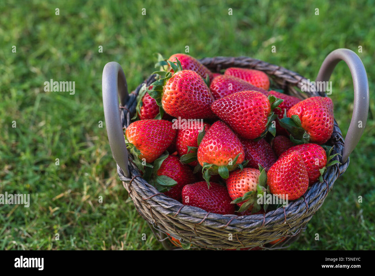 Strawberries in a Basket in the Garden, in Natural Background Stock ...