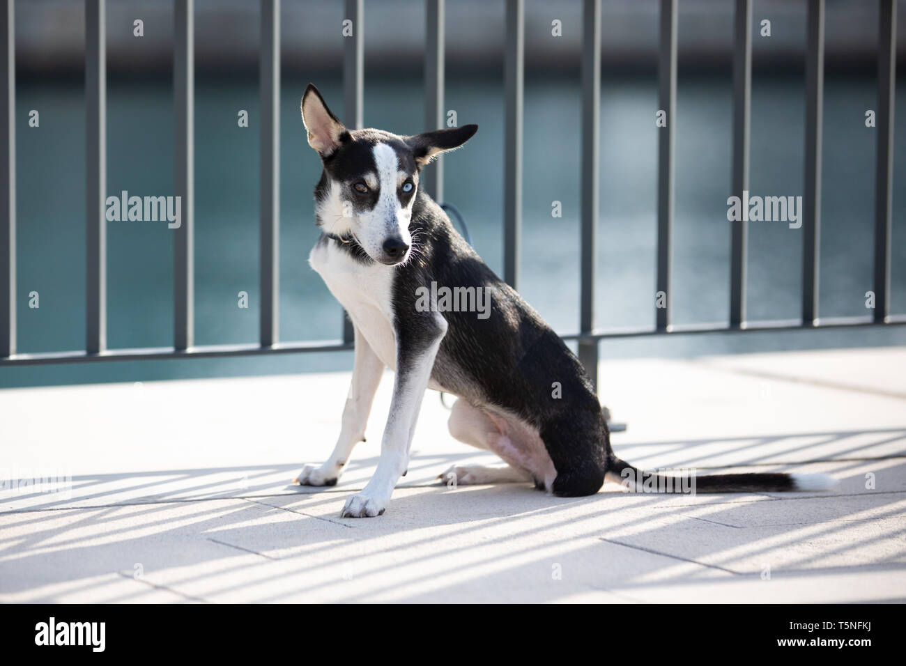 Three-legged husky mix breed puppy with heterochromia iridis (different colored eyes) tied to a fence on a river bank in urban setting. Dubai, UAE. Stock Photo