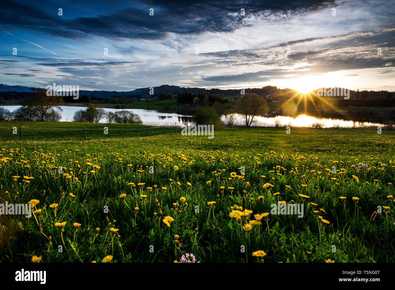 Frühling am Unterinselsee (Herzmannser See) bei Herzmanns. Löwenzahn, Sonnenuntergang und eine dramatische Wolkenstimmung. Der See liegt neben dem Nie Stock Photo