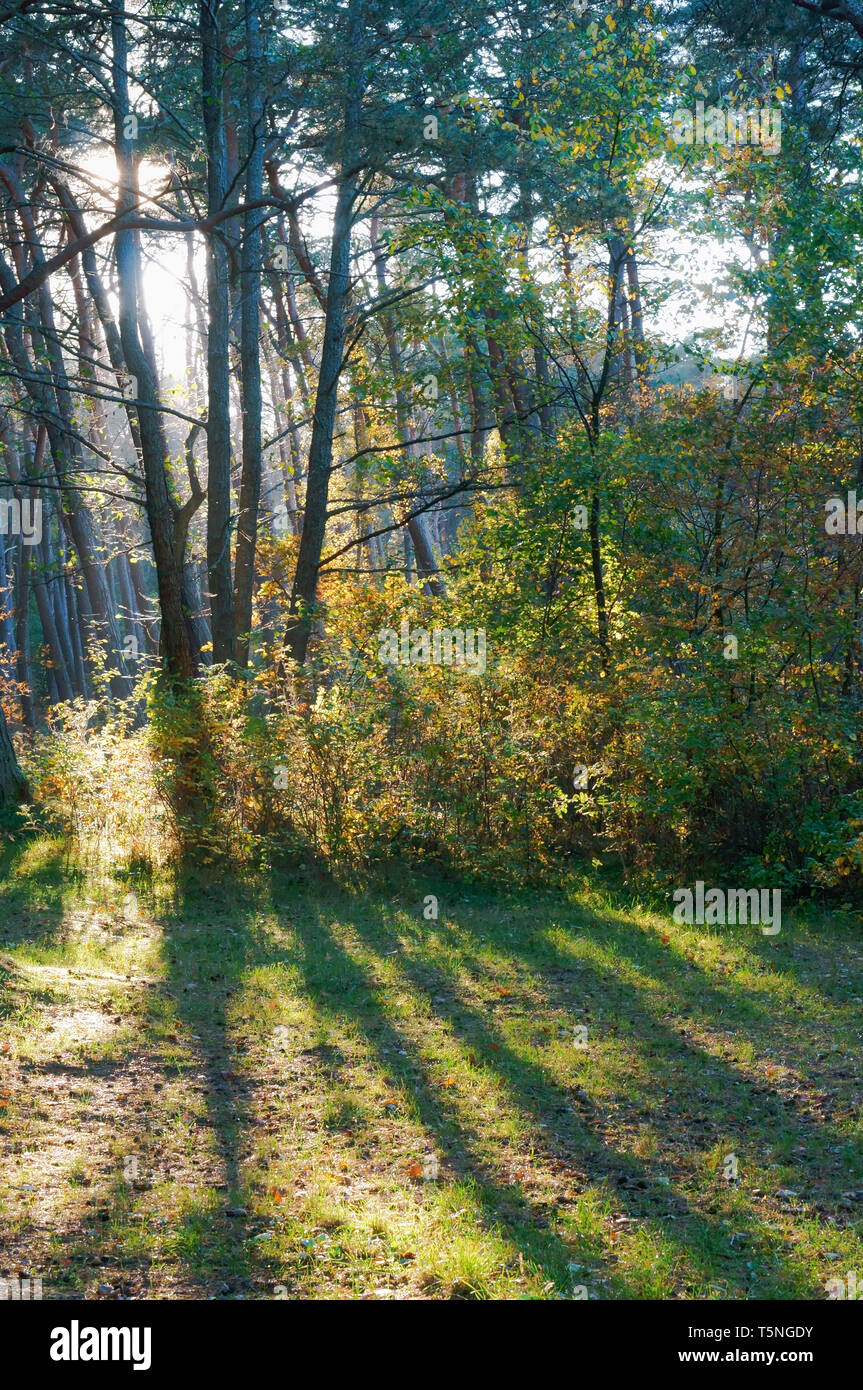 rays of the sun through the branches of trees, a sandy road in a pine forest Stock Photo