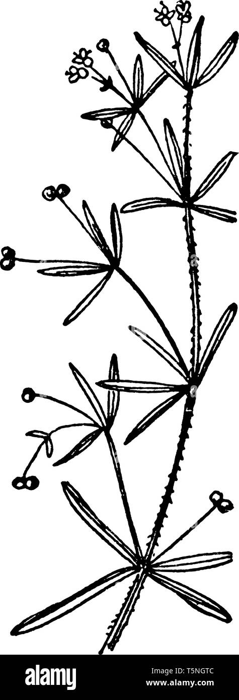 In this picture four stalk less leaves along the stem, Blade linearly Lanceolate. Flowers have two or three petal and fruit split into two parts, vint Stock Vector
