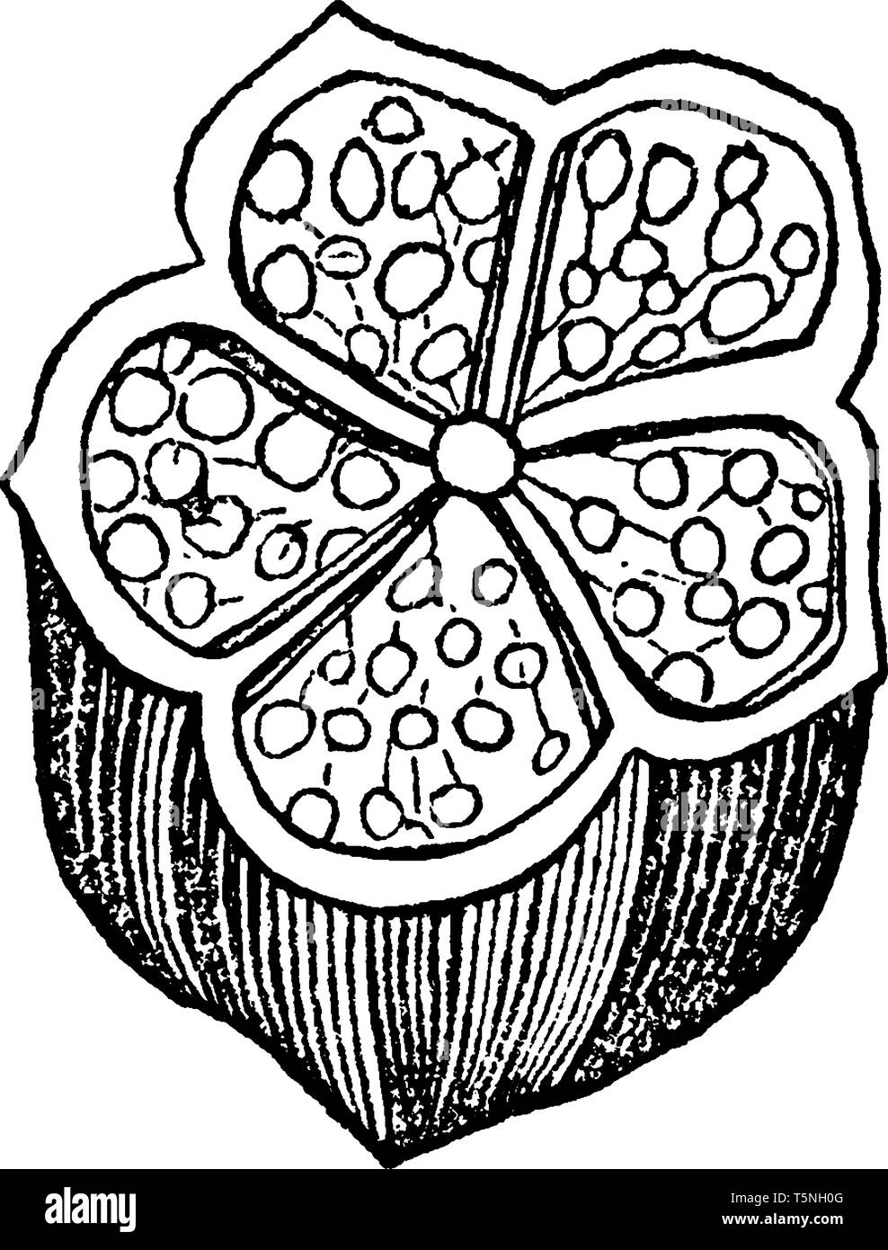 Hibiscus seeds Stock Vector Images Alamy