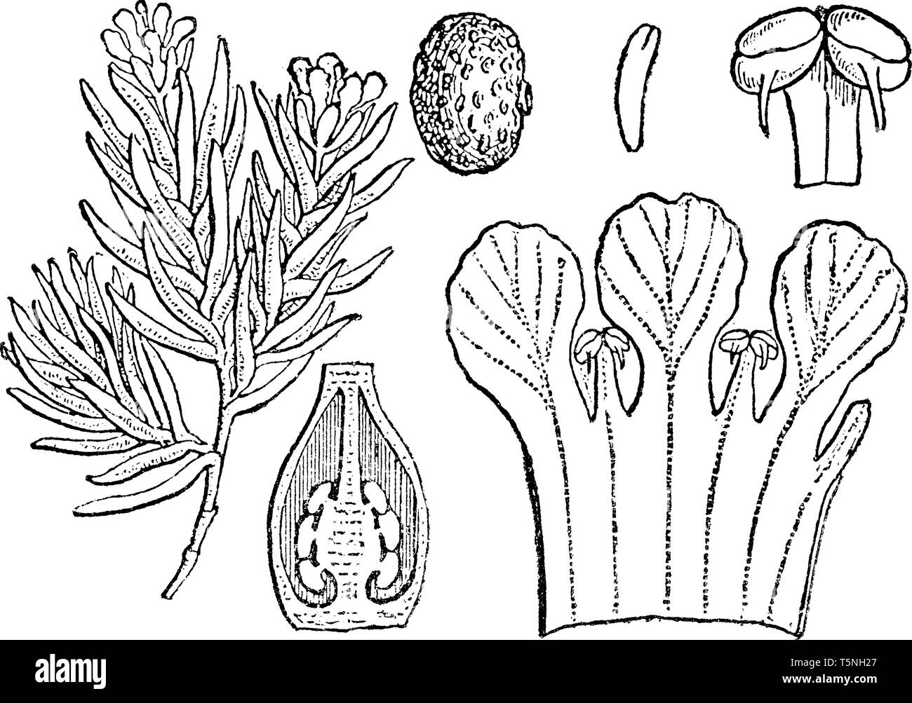 Flowering pixiemoss, is a species of flowering plant. In this picture are showing a anther, seed, embryo, and perpendicular section of the ovary, vint Stock Vector