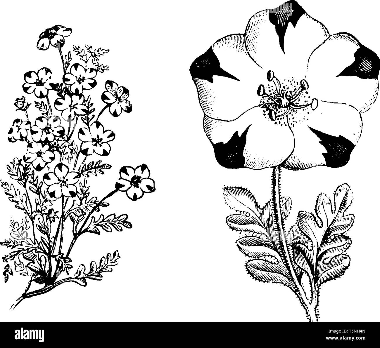 Nemophila maculata flowers in spring season and have a purple blotch on the tip of it, vintage line drawing or engraving illustration. Stock Vector