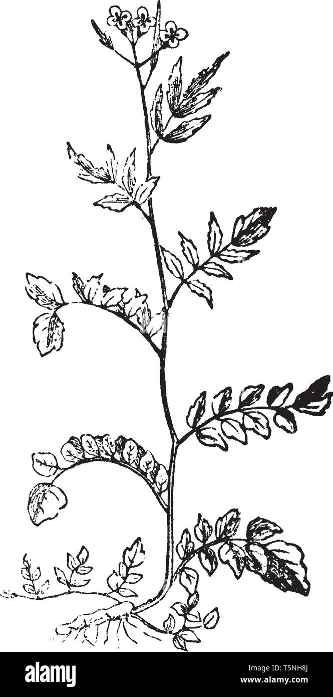The picture showing Bitter Cress. Its stalk are alternate, basal leaves long stalked, flowers are small with four petals, vintage line drawing or engr Stock Vector