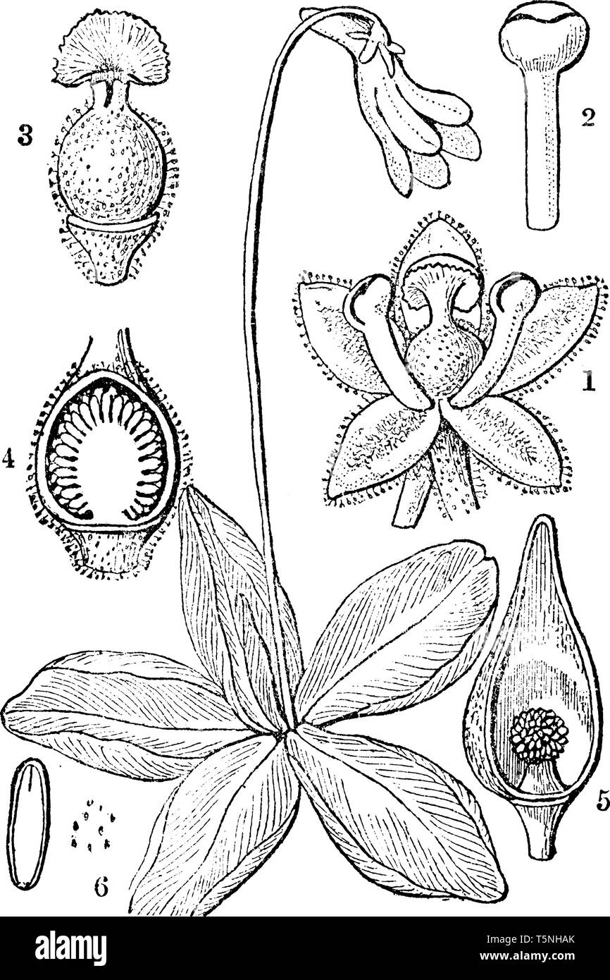 A picture is showing Common Butterwort, also known as Pinguicula vulgaris. These illustrations are: 1. calyx, 2. stamen, 3. pistil, 4. longitudinal se Stock Vector