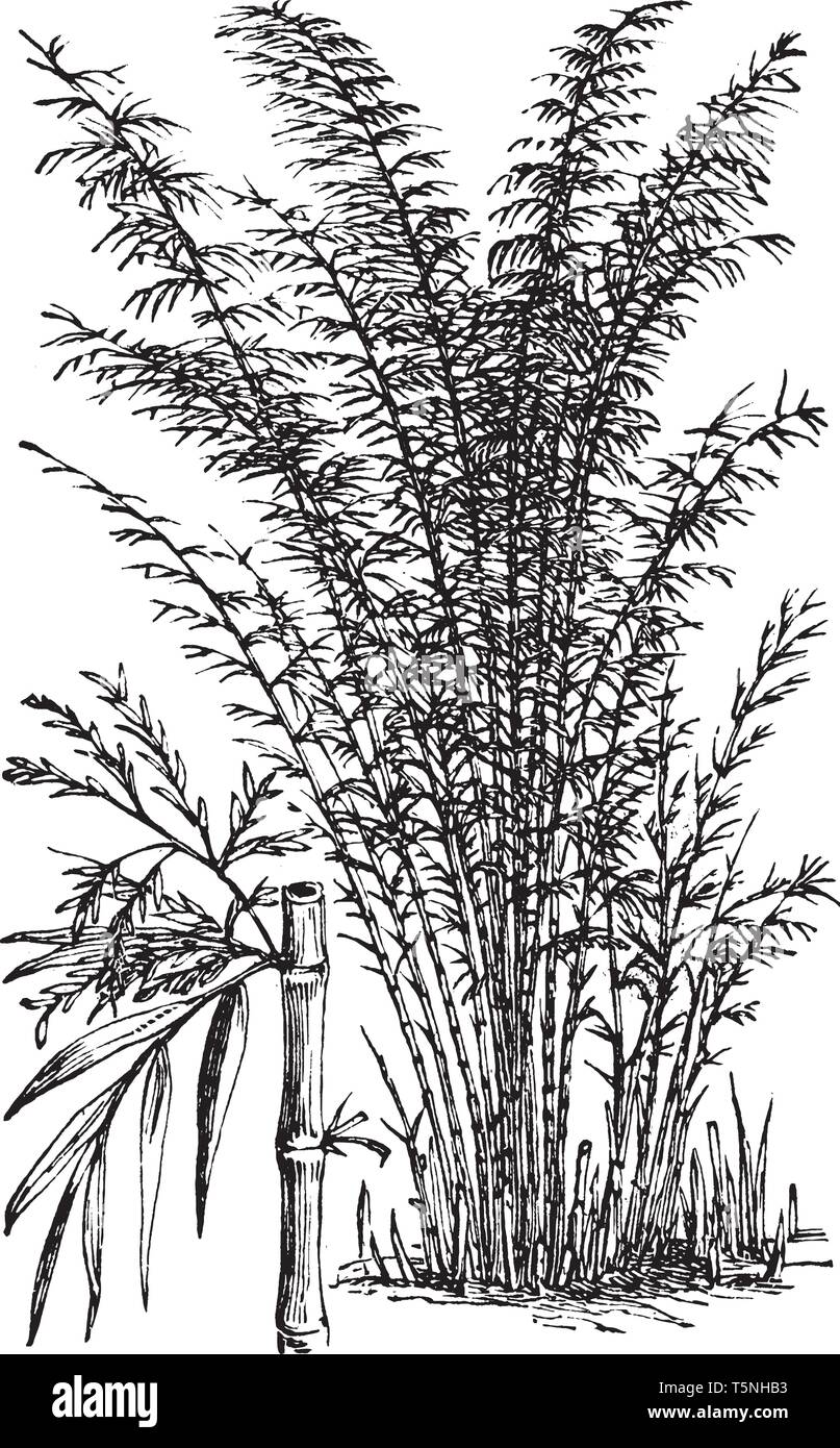 The bamboos are very tall evergreen perennial flowering plants in the subfamily Bambusoideae of the grass family Poaceae, vintage line drawing or engr Stock Vector
