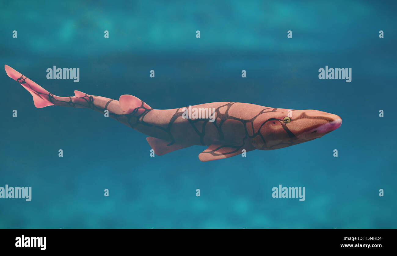 pic Shallow Water Shark Species alamy