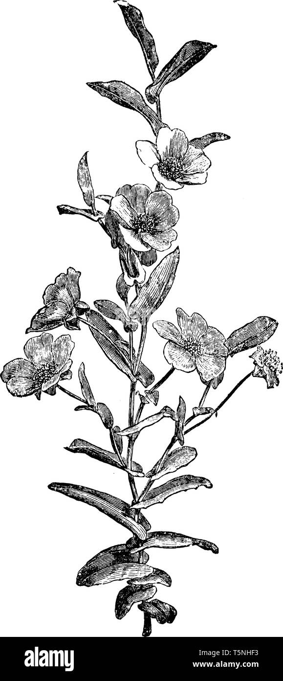 Picture shows the Hibbertia Perfoliata plant with its flowering part. Each flower has 5 to 6 petals. Leaves are long and in heart shape, vintage line  Stock Vector
