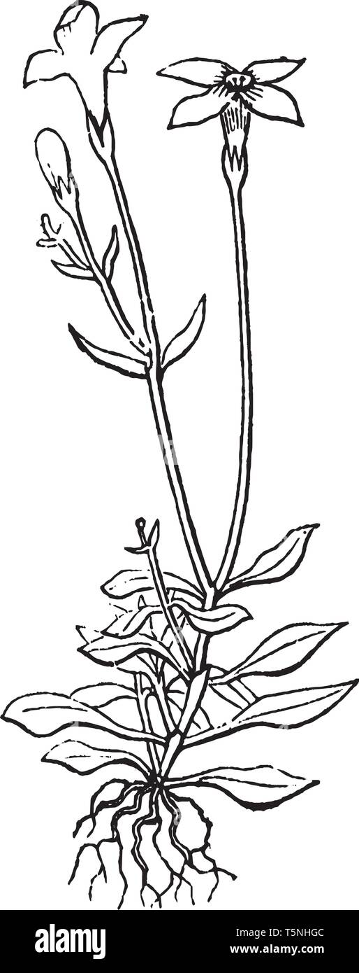 The Bluet plant leaves are arranged in alternate them growing in below. Flowers have four petals they are very small, vintage line drawing or engravin Stock Vector