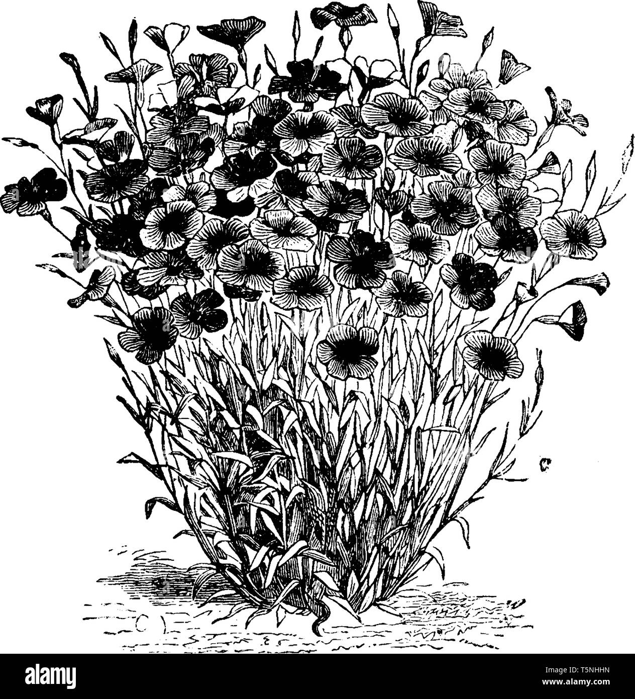 This is a bunch of flowers of Agrostemma Coeli and also known as Rosa Purpurea Flowers. It has dark purple flowers, vintage line drawing or engraving  Stock Vector
