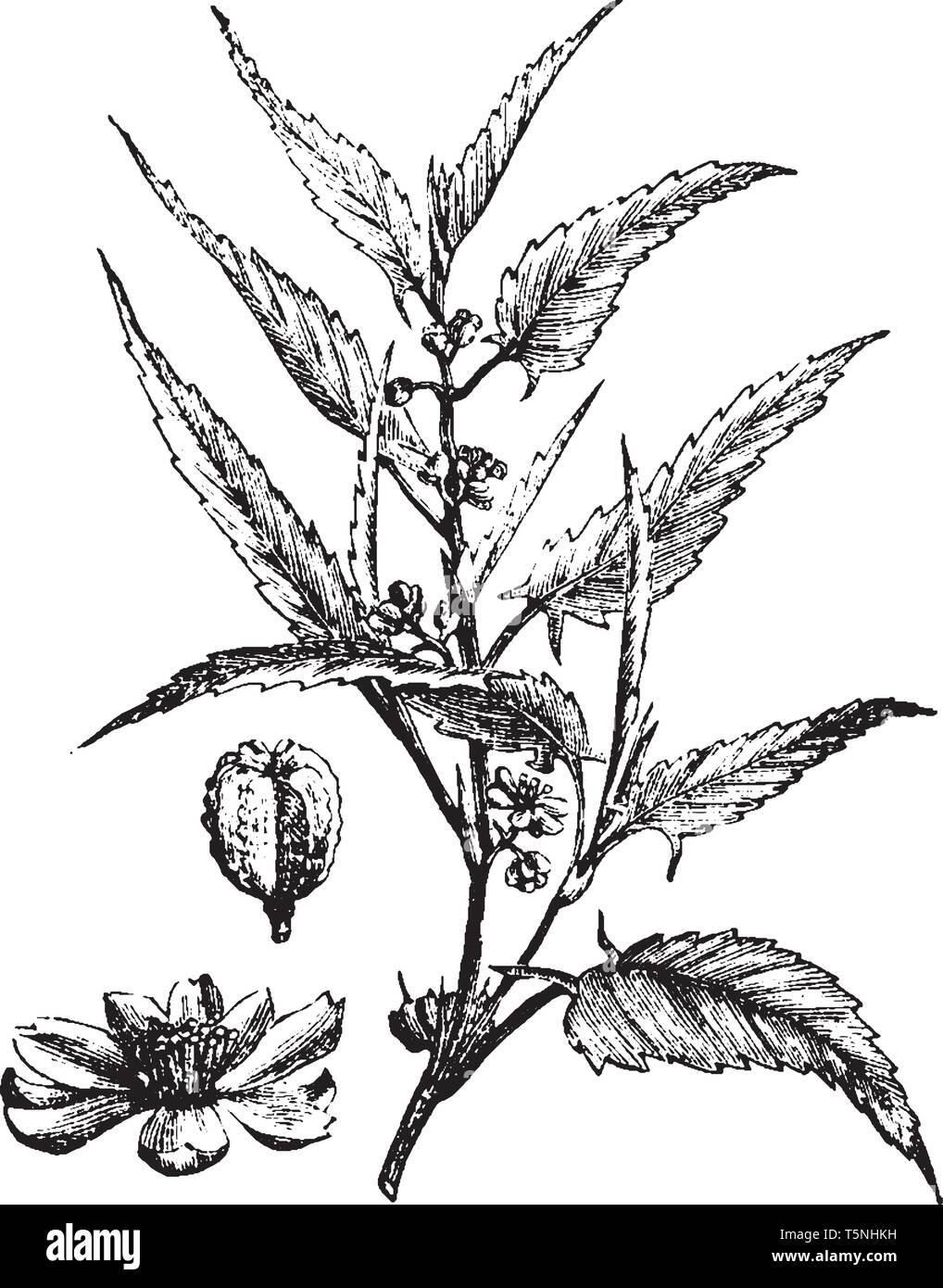 Jute stalk Stock Vector Images Alamy