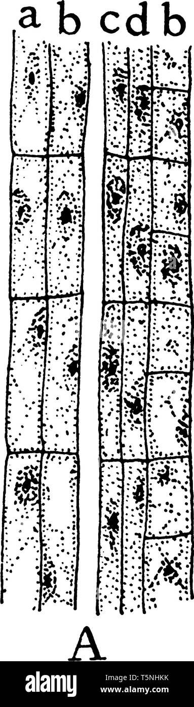 A picture showing the first stage of development of the sieve tubes, the accompanying cells and the phloem parenchyma, vintage line drawing or engravi Stock Vector