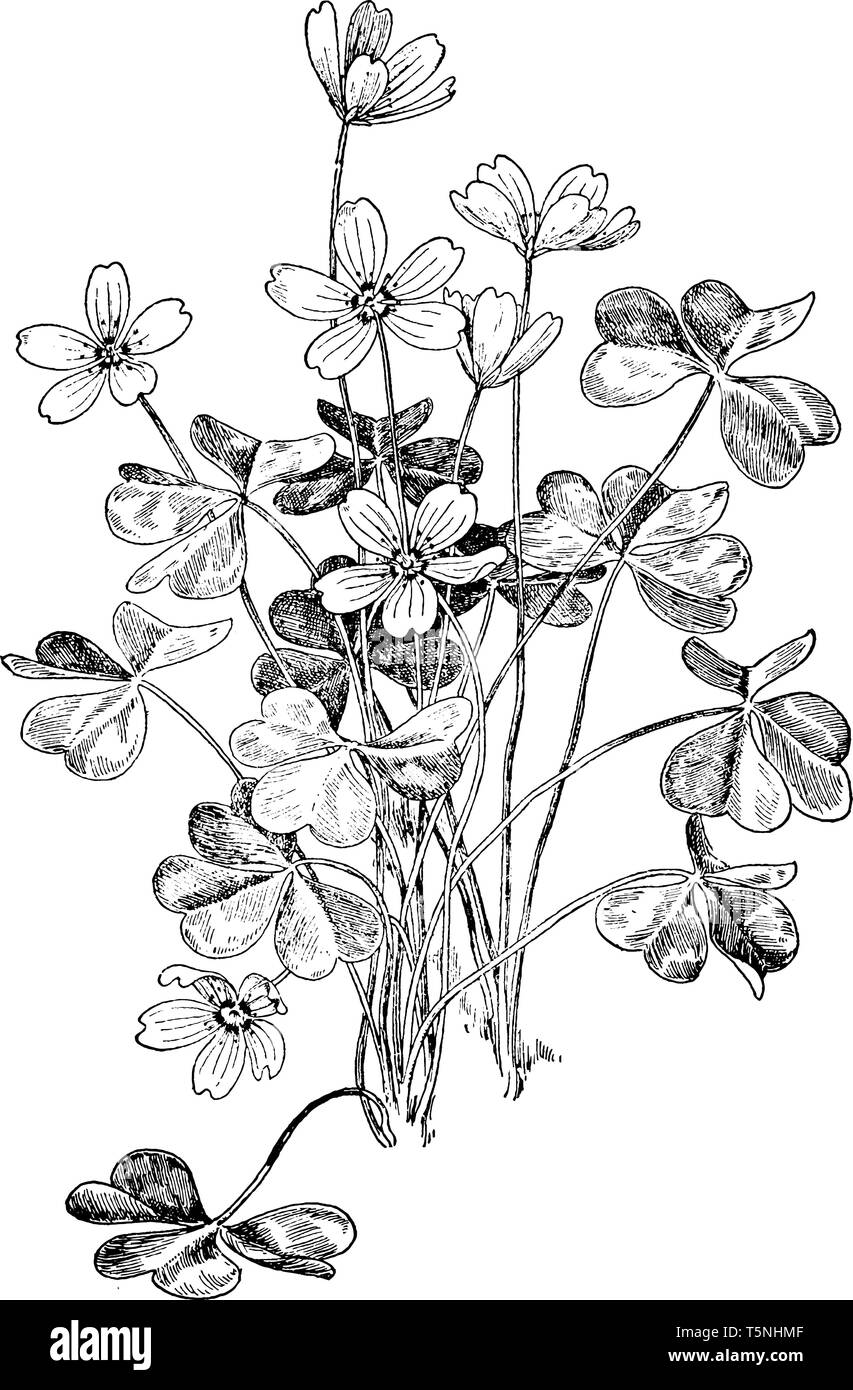 A Picture Shows The Wood Sorrel Flower Plant It Belongs To Oxalidaceae Or Oxalis Acetosella And It Has Tiny Yellowish Flower Leaves Are Multiple Lob Stock Vector Image Art Alamy A Picture Shows The Wood Sorrel Flower Plant It Belongs To Oxalidaceae Or Oxalis Acetosella And It Has Tiny Yellowish Flower Leaves Are Multiple Lob Stock Vector Image Art Alamy