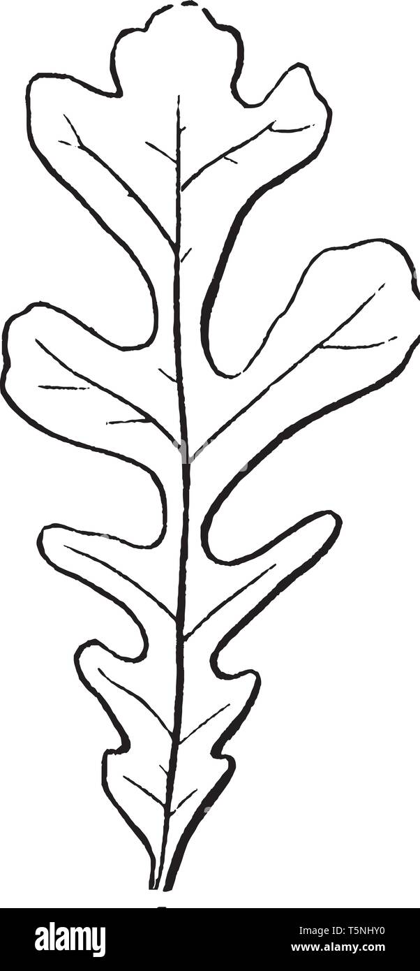 a cut margin of cleft leaf, the leaf arrangement is alternate, the lower side leaf is narrow and upper is broad, vintage line drawing or engraving ill Stock Vector
