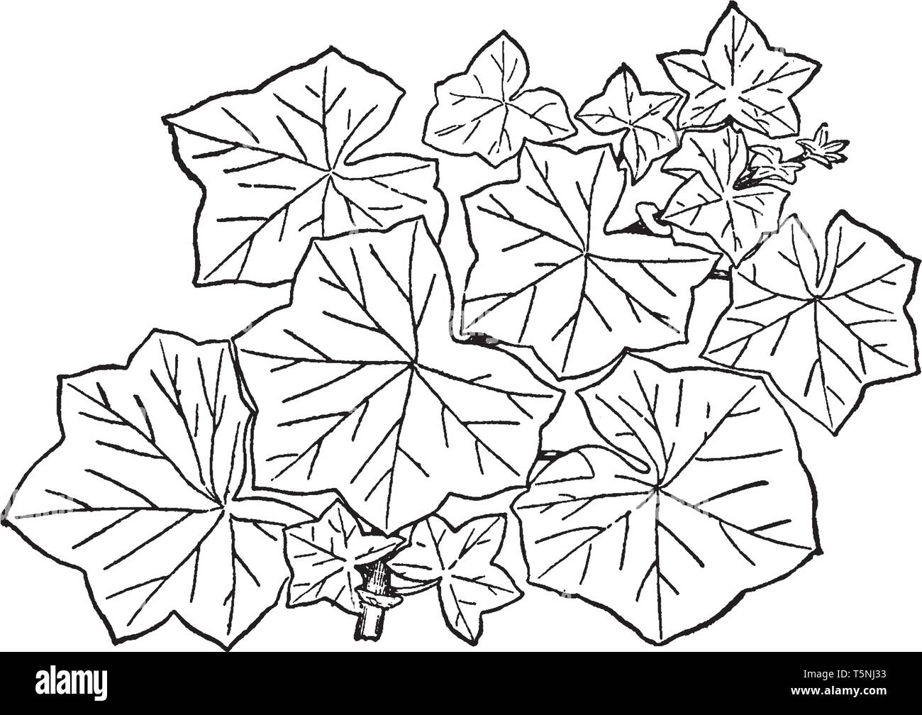 This picture contains Geranium Branch which is commonly known as the cranesbills, vintage line drawing or engraving illustration. Stock Vector