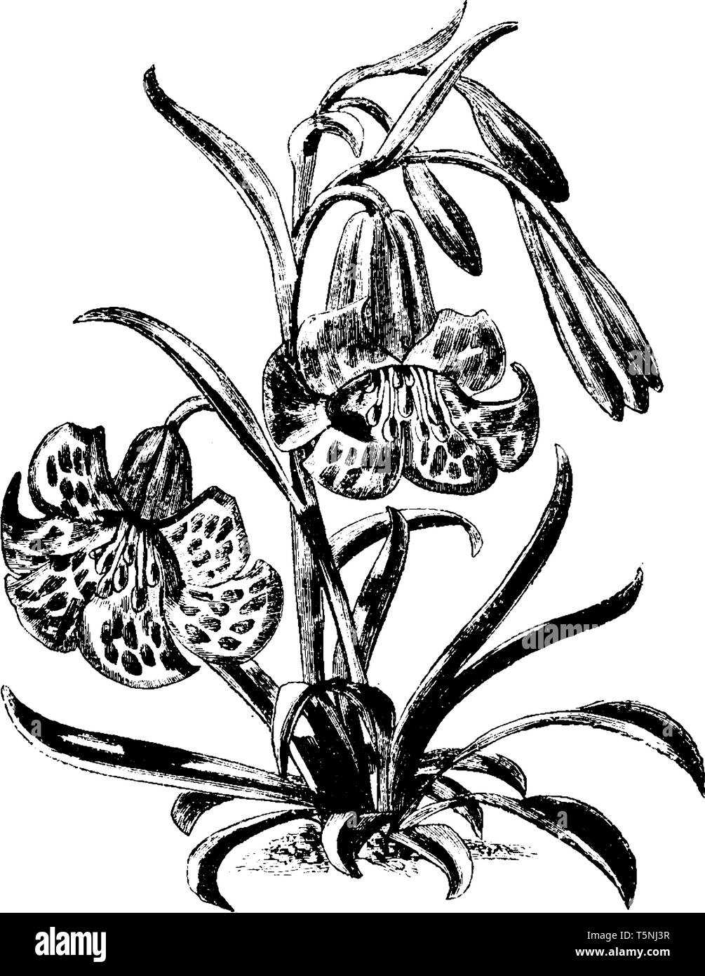 Flowering Plant of Fritillaria Recurva. Leaves are often glaucous or purplish, in three to five linear to linear-lanceolate. Flowers three to twelve,  Stock Vector