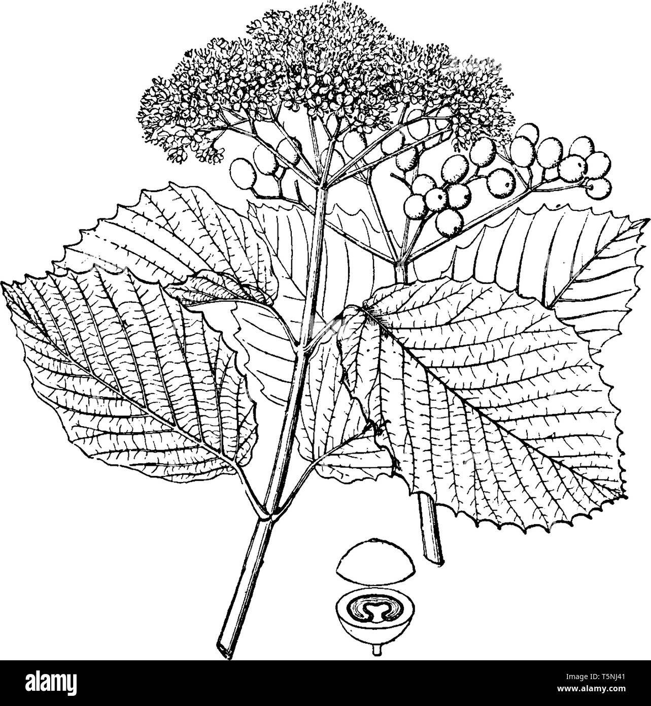 Viburnum is a genus of about 150-175 species of shrubs or (in a few species) small trees in the moschatel family. It is commonly found in the Northern Stock Vector
