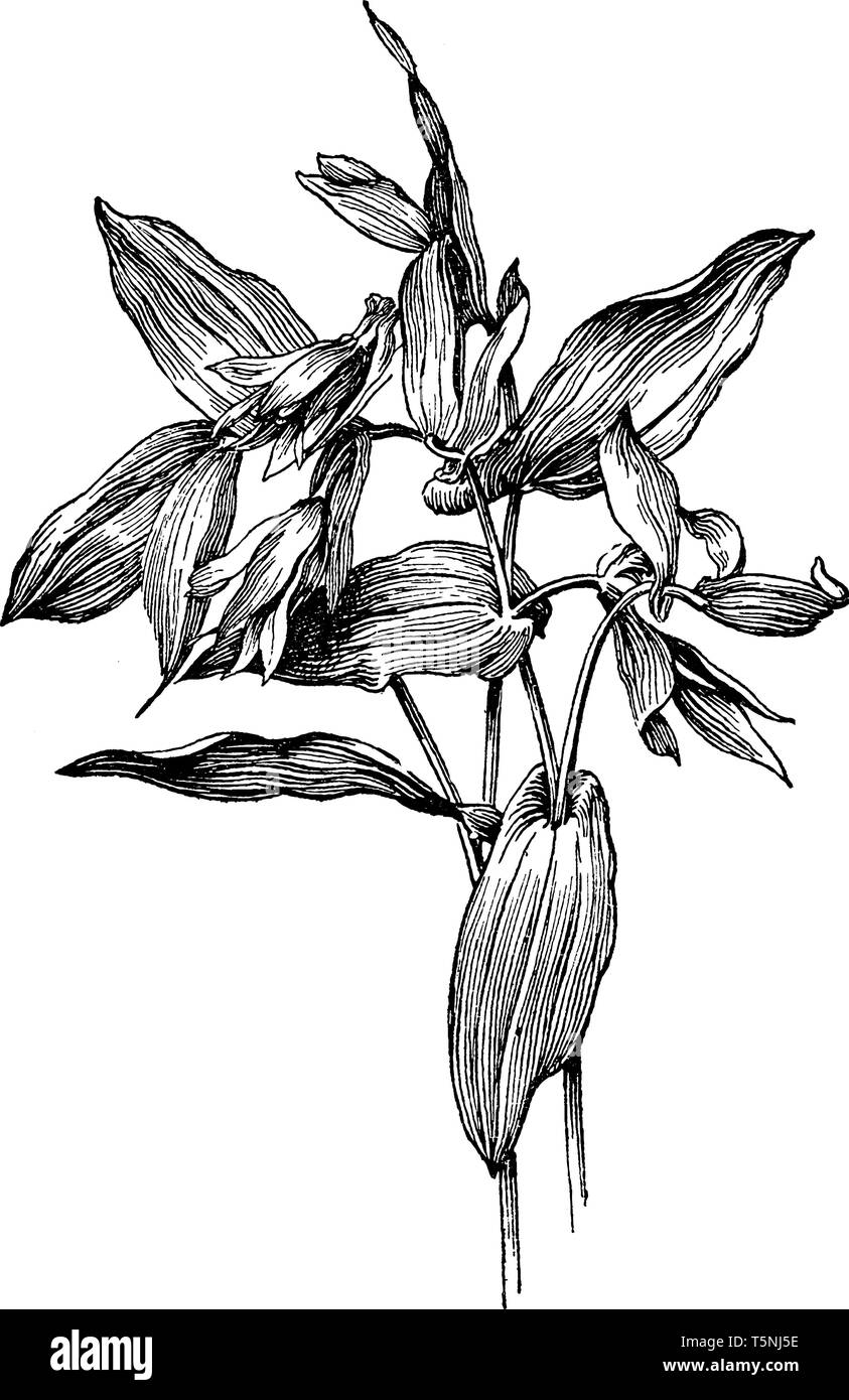 Uvularia Perfoliata is flowering plant and the flowers of this plant are large and bright yellow, its flower looks like a bell, vintage line drawing o Stock Vector