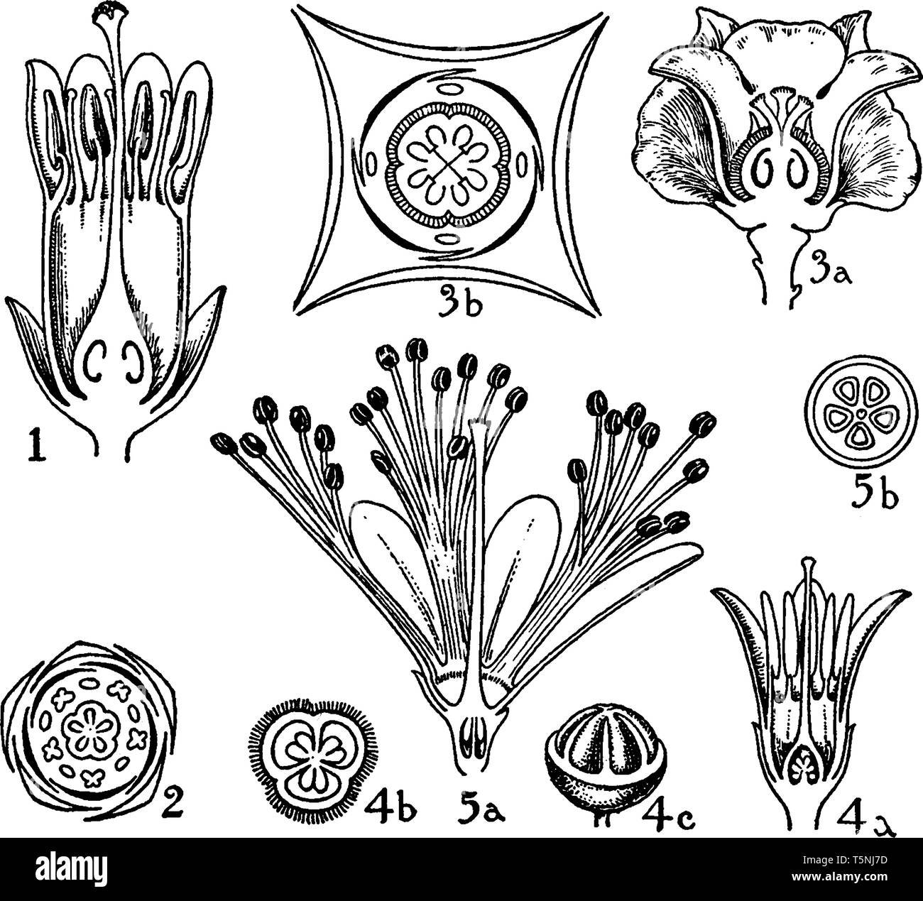 Orders of Sapotaceae, Ebenaceae, Styracaceae, and Symplocaceae are a family of flowering plants belonging to order Ericales, vintage line drawing or e Stock Vector