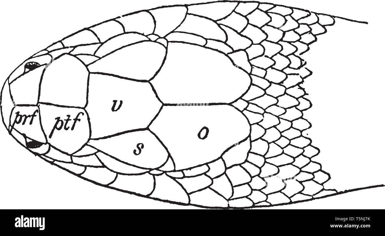 Nonvenomous constrictor Stock Vector Images - Alamy