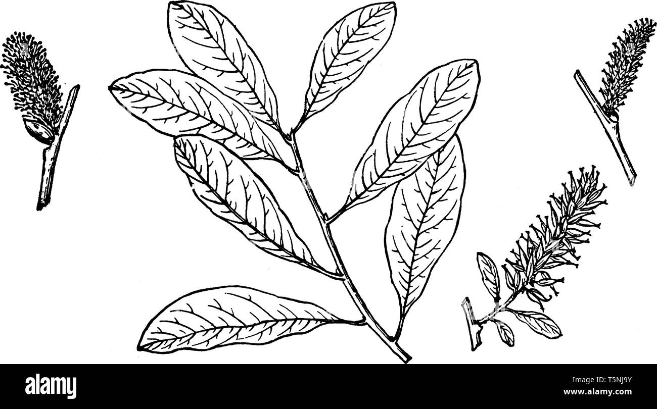 Picture of Salix Nuttallii's branch. It is a deciduous shrub, usually with multiple stems that reach 2 to 7 m in height in dry, cold, high elevations. Stock Vector