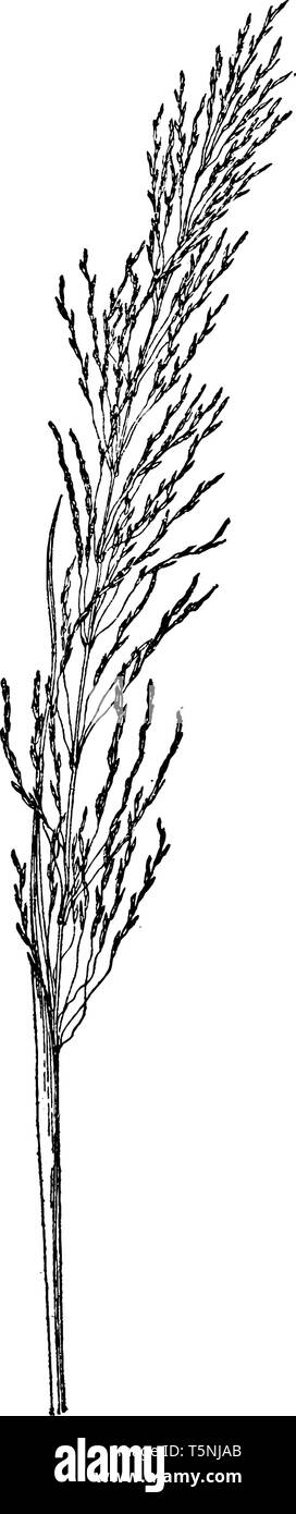 This image shows Vetiveria Zizanioides. Perennial grass belonging to the Poaceae family is seen throughout India, vintage line drawing or engraving il Stock Vector