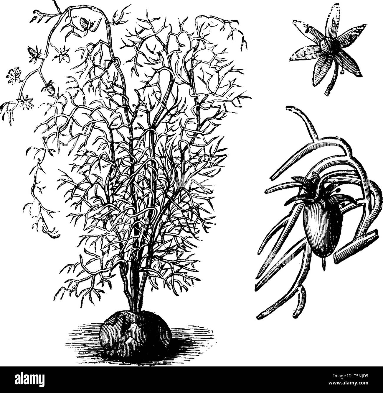 The Bowiea Volubilis leaves are linear Lanceolate, its branches slender long and thick. Flowers are tiny and wheel shape with five petals, vintage lin Stock Vector