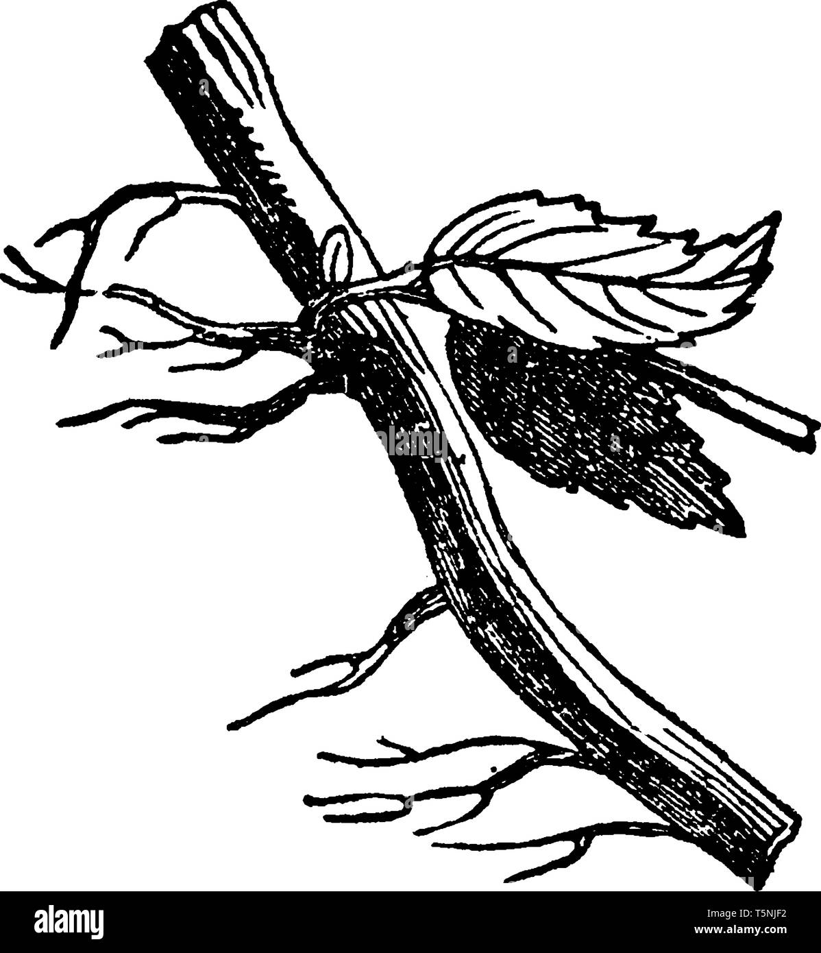 Creeping roots Stock Vector Images Alamy