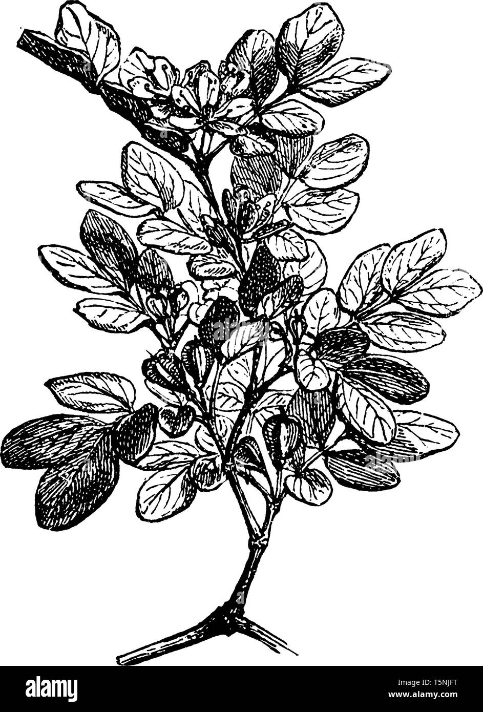 Lignum vitae hi-res stock photography and images - Alamy