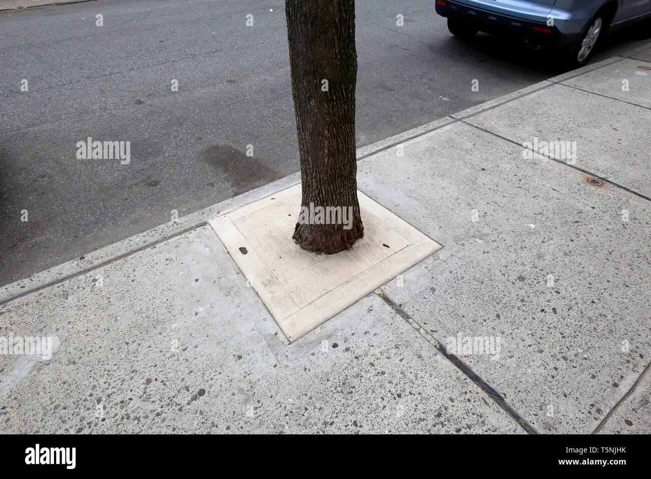A living tree encased at the base with concrete, Newark, NJ. Stock Photo