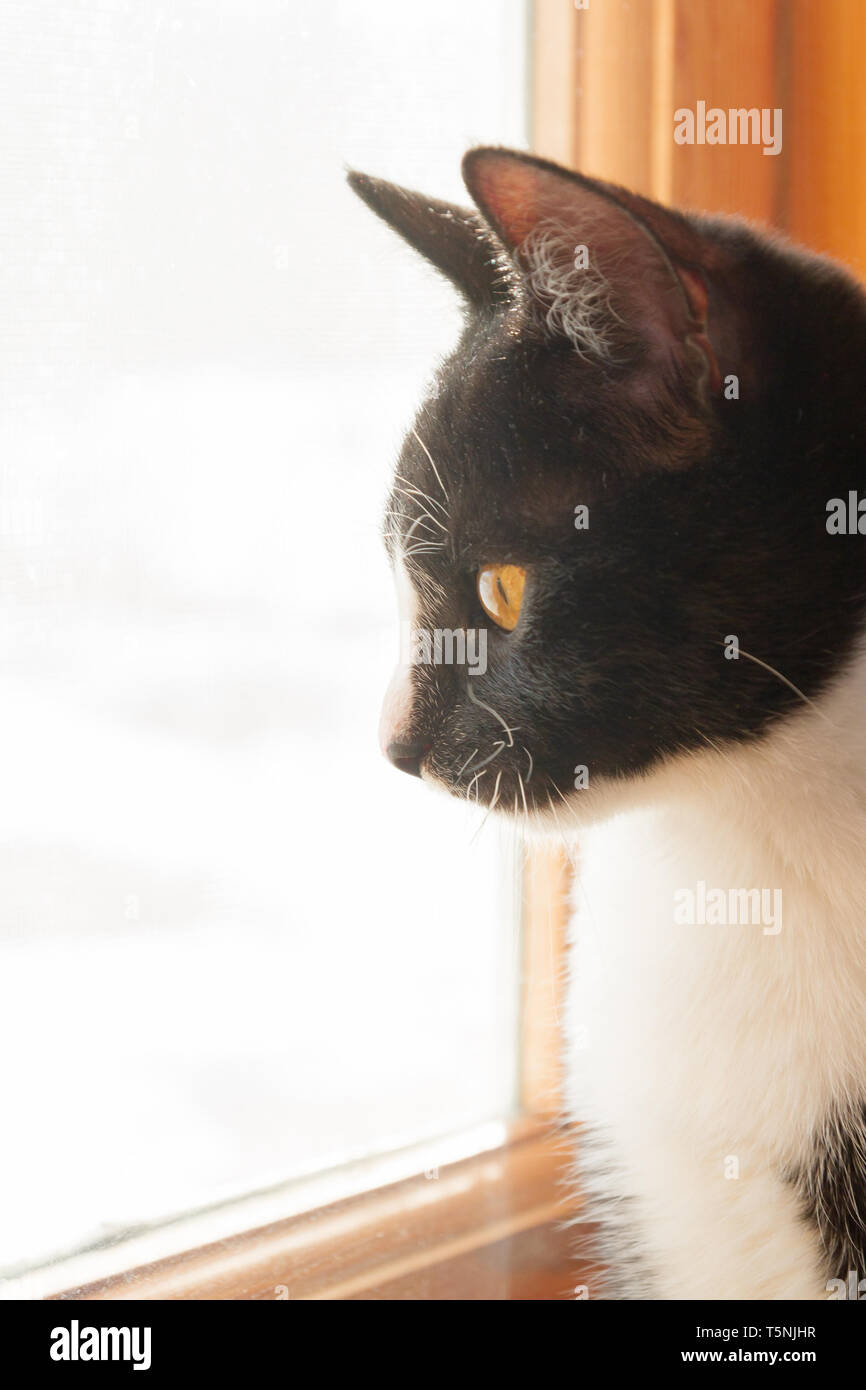 Black and white young cat looking out the window at the street on a ...