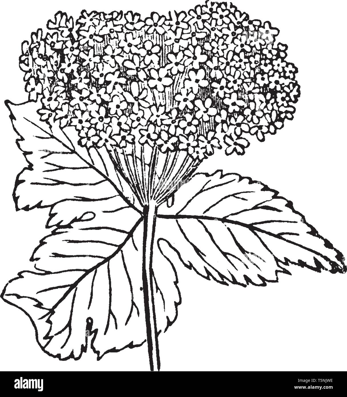 Cow Parsnip plant belongs to Apiaceae family and native to North America, vintage line drawing or engraving illustration. Stock Vector