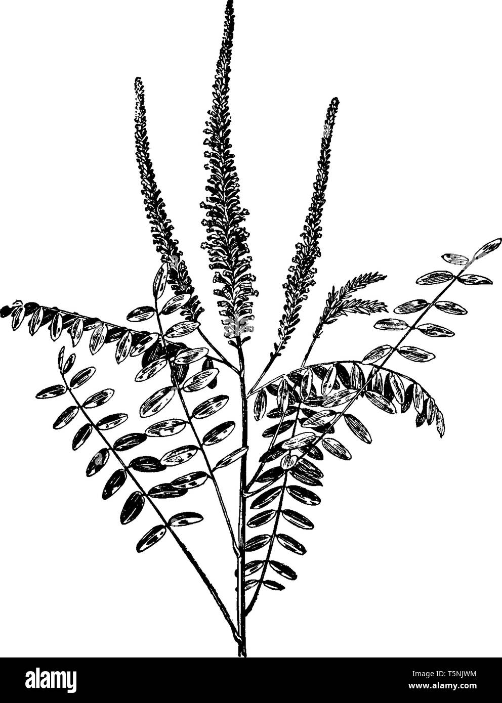 A picture shows Amorpha Fruticosa Plant & its parts. This species of flowering plant in legume family known by common names, including desert false in Stock Vector
