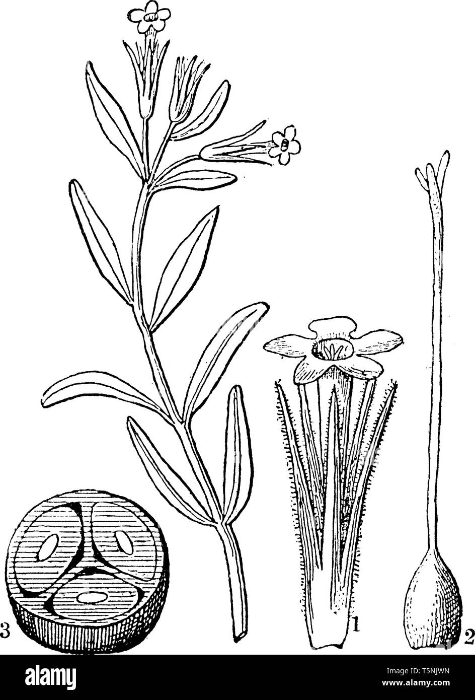 The image shows Collomia gracilis flower plant which is also called Trumpet flower because of its shape. The sections show its calyx and corolla, pist Stock Vector