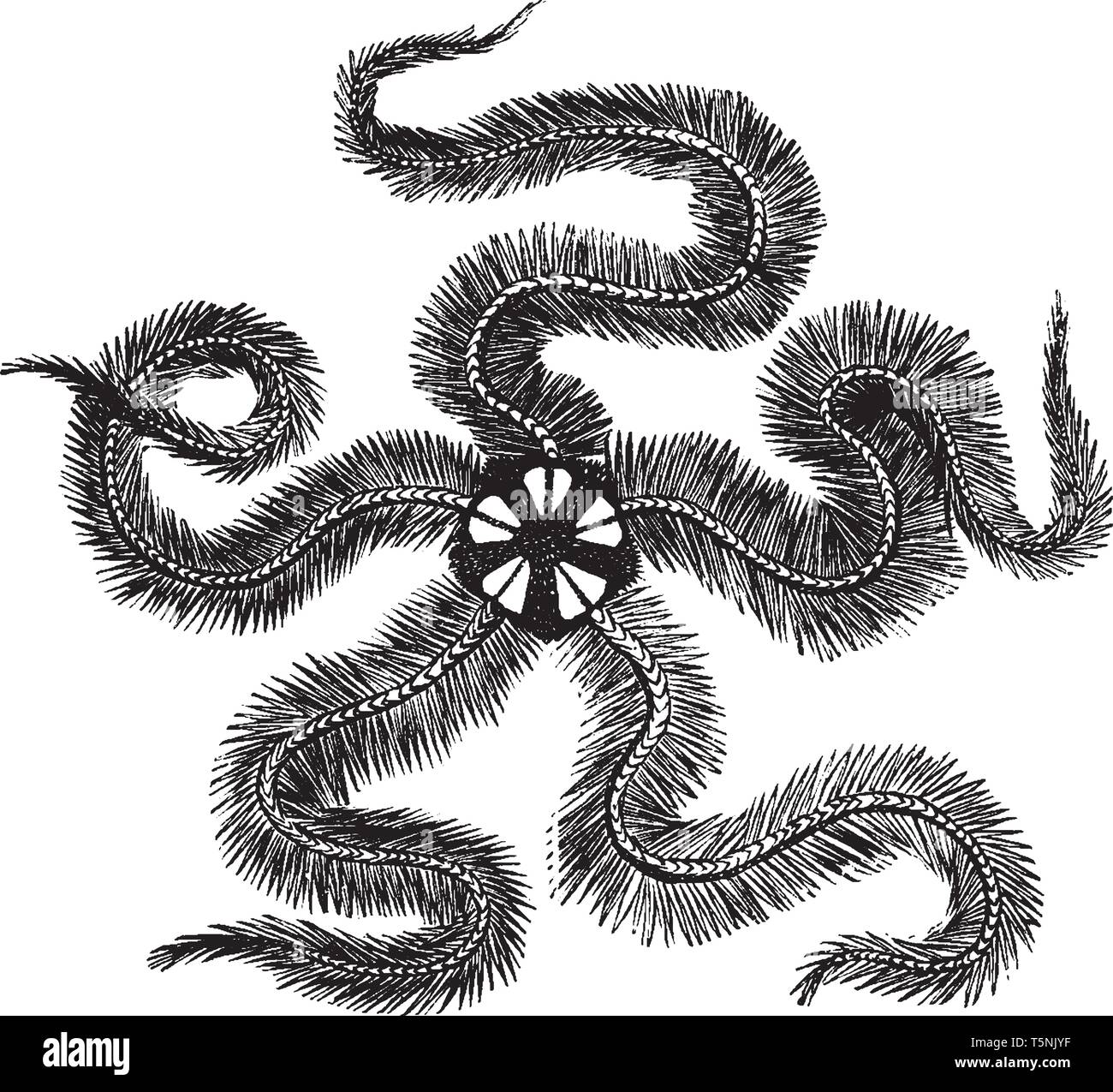 Common brittle star among the several species of Brittle Star found in the British seas is the Common Brittle Star, vintage line drawing or engraving  Stock Vector