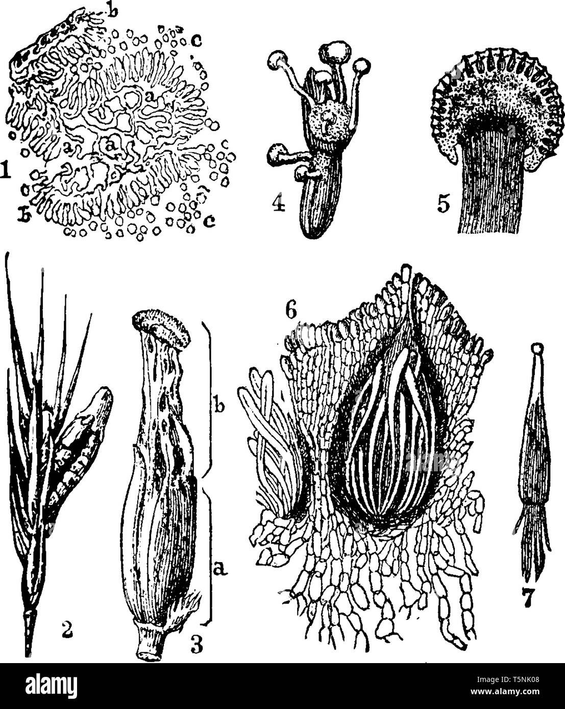 A picture showing different stages of Ergot or ergot fungi which refers to a group of fungi of the genus Claviceps, vintage line drawing or engraving  Stock Vector