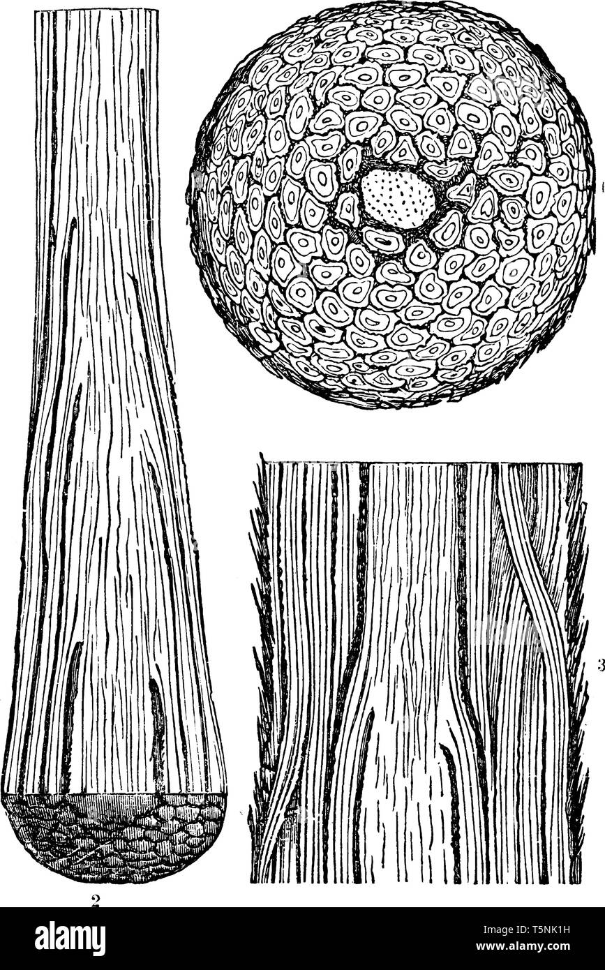 Vellozia is a plant genus in the family Velloziaceae, erected in 1788. As illustrated section of stem of a Brazilian Vellozia 1. Transversely; 2. Long Stock Vector