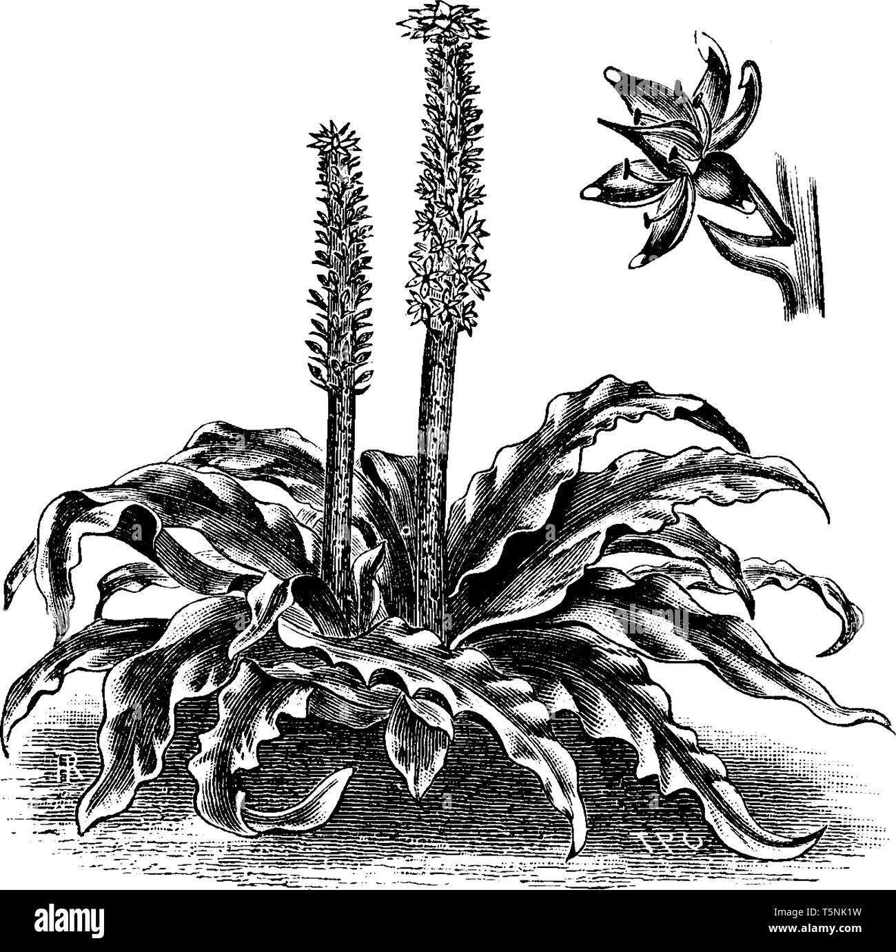 A picture is showing Eucomis Punctata, also known as pineapple flowers. It belongs to Asparagaceae family and native to South Africa. Flowers are star Stock Vector