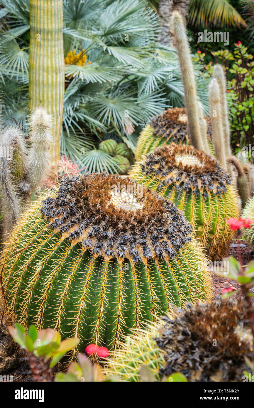 close up of exotic cacti in El Palmera palm park near Elche on the  outskirts of Alicante Stock Photo - Alamy