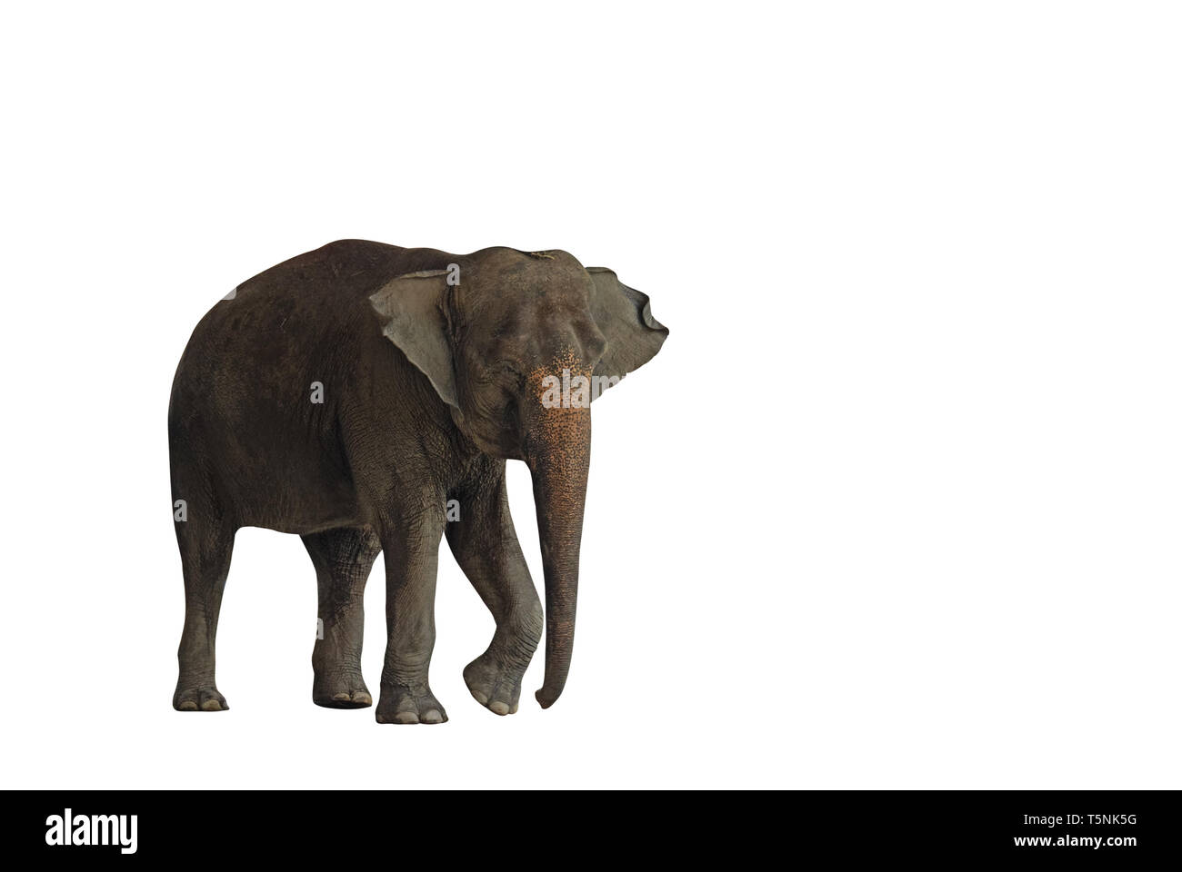 Closeup Movement of Asian Elephant Isolated on White Background with Clipping Path and Space Stock Photo