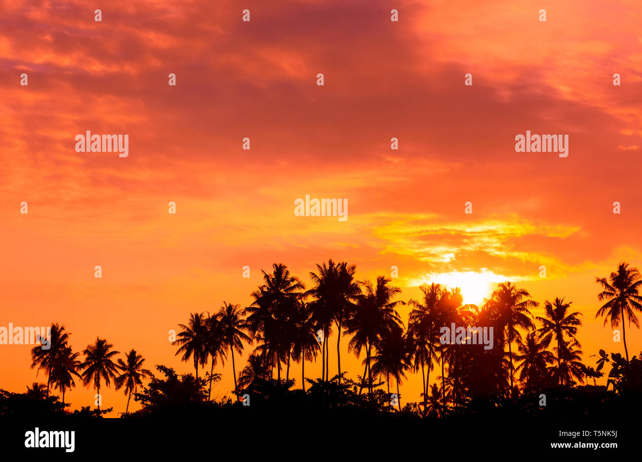 Palm trees on tropical beach at sunrise time Stock Photo - Alamy