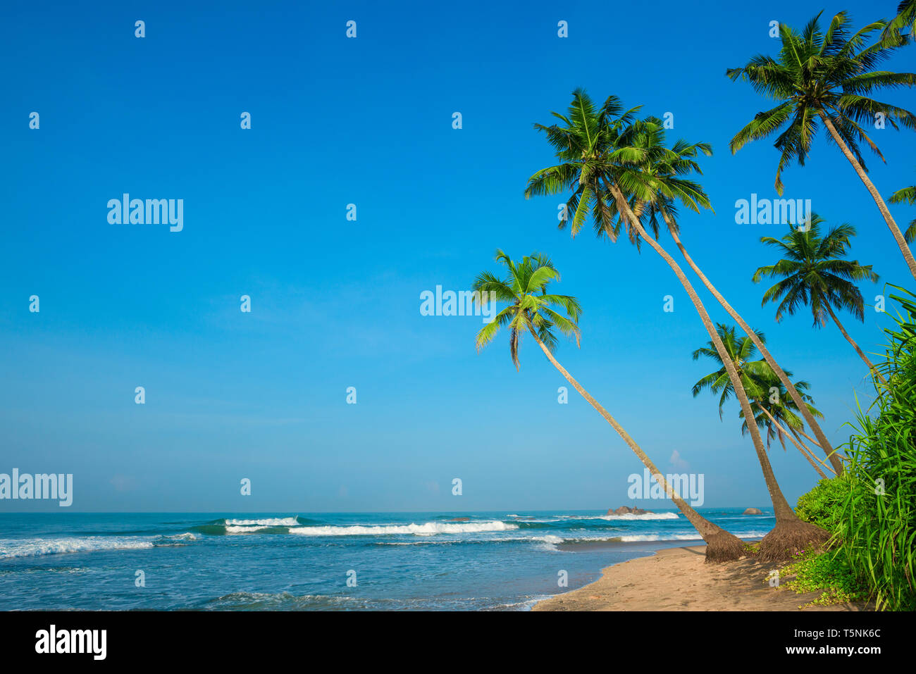 Tropical palm trees on ocean beach at day light time Stock Photo - Alamy