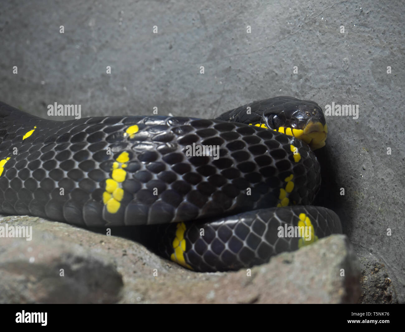 Closeup Mangrove Snake or Gold-Ringed Cat Snake Coiled on The Ground, Selective Focus Stock Photo