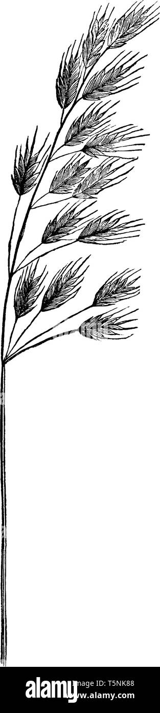 This pictures showing chess grass, stem is long and thin, branch attach on stem, Its height is two or three feet, leaves attach on branch, vintage lin Stock Vector