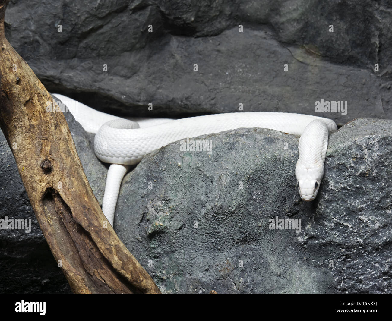 Closeup Albino Black Rat Snake Coiled in The Cave Stock Photo